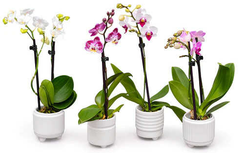 Ορχιδέες & Λιπάσματα FLOWER